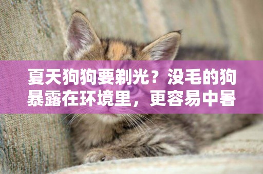 夏天狗狗要剃光？沒毛的狗暴露在環境里，更容易中暑得皮膚病