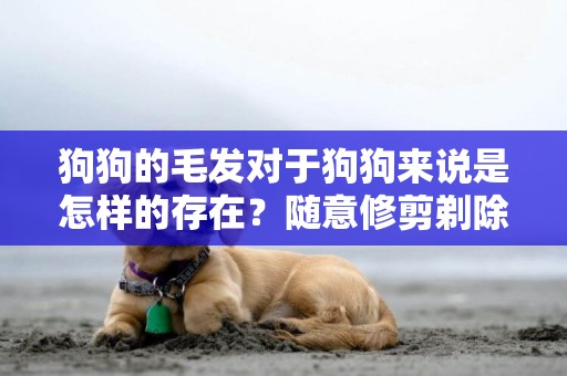 狗狗的毛發對于狗狗來說是怎樣的存在？隨意修剪剃除有哪些危害