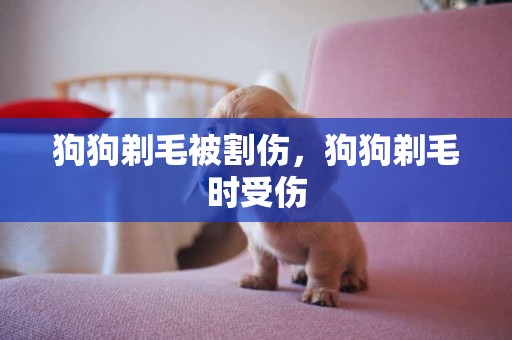 狗狗剃毛被割傷，狗狗剃毛時受傷
