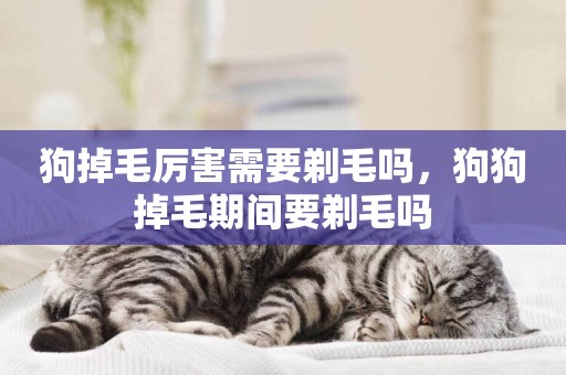 狗掉毛厲害需要剃毛嗎，狗狗掉毛期間要剃毛嗎