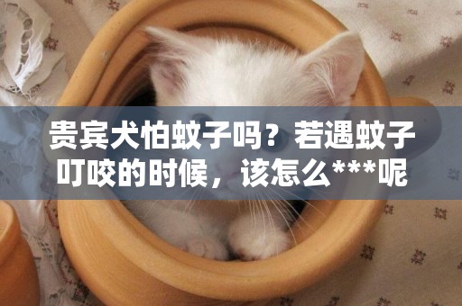 貴賓犬怕蚊子嗎？若遇蚊子叮咬的時候，該怎么***呢？