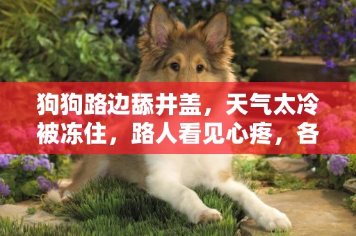 狗狗路邊舔井蓋，天氣太冷被凍住，路人看見心疼，各種方法把它救