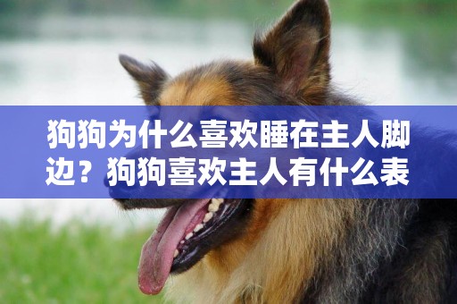 狗狗為什么喜歡睡在主人腳邊？狗狗喜歡主人有什么表現？