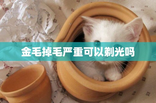 金毛掉毛嚴重可以剃光嗎
