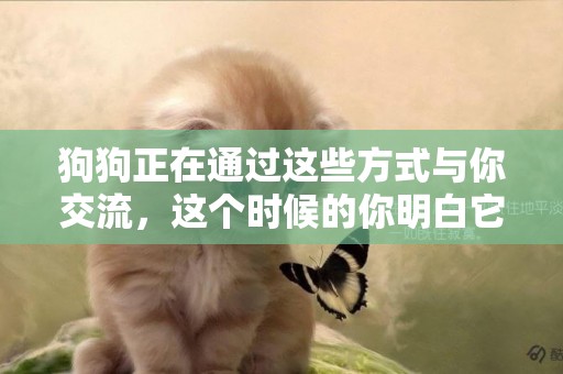 狗狗正在通過這些方式與你交流，這個時候的你明白它的意思了嗎