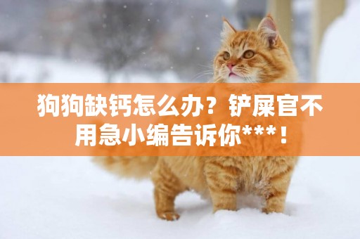 狗狗缺鈣怎么辦？鏟屎官不用急小編告訴你***！