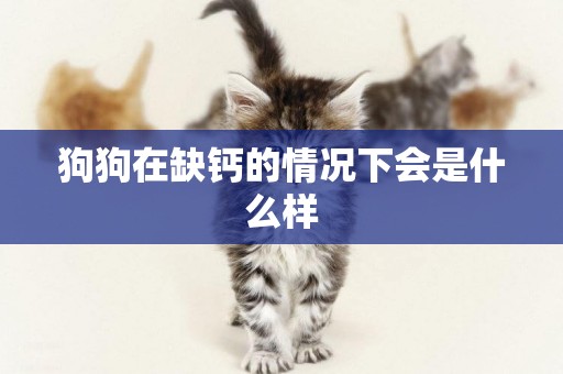狗狗在缺鈣的情況下會是什么樣
