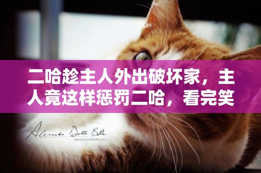 二哈趁主人外出破壞家，主人竟這樣懲罰二哈，看完笑尿了……