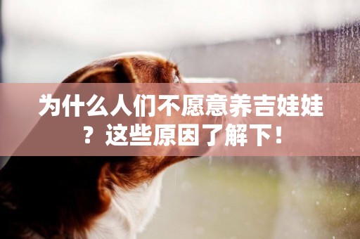 為什么人們不愿意養吉娃娃？這些原因了解下！