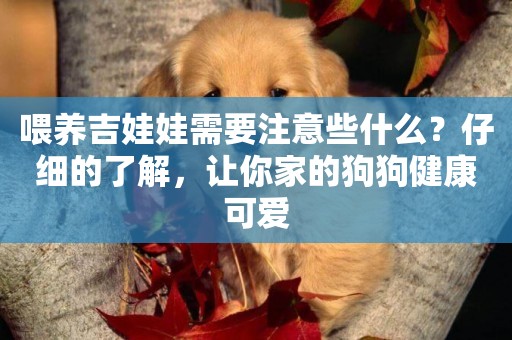 喂養吉娃娃需要注意些什么？仔細的了解，讓你家的狗狗健康可愛