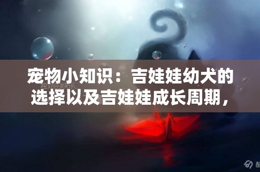 寵物小知識：吉娃娃幼犬的選擇以及吉娃娃成長周期，不妨了解一下