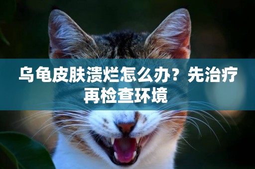 烏龜皮膚潰爛怎么辦？先治療再檢查環境 