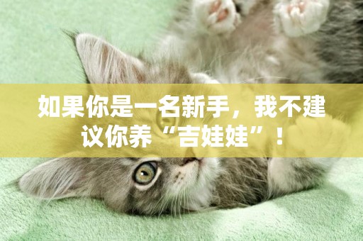 如果你是一名新手，我不建議你養“吉娃娃”！