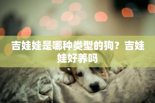 吉娃娃是哪種類型的狗？吉娃娃好養嗎