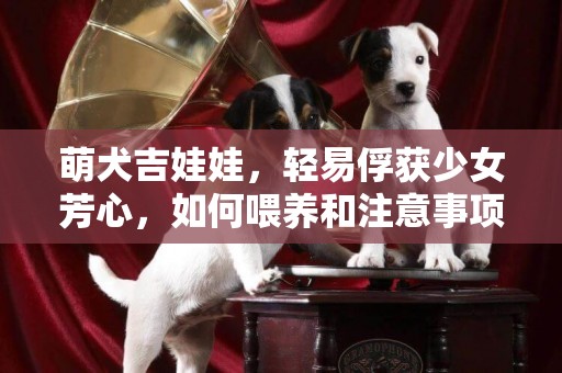 萌犬吉娃娃，輕易俘獲少女芳心，如何喂養和注意事項你要好好了解