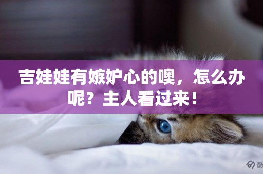 吉娃娃有嫉妒心的噢，怎么辦呢？主人看過來！