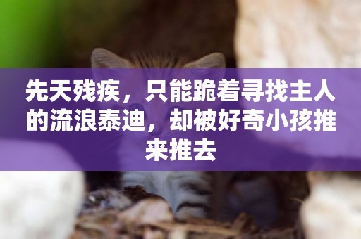 先天殘疾，只能跪著尋找主人的流浪泰迪，卻被好奇小孩推來推去