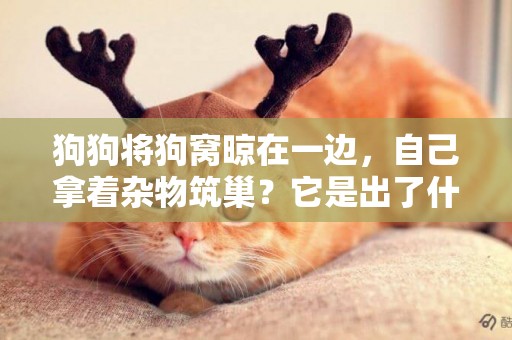 狗狗將狗窩晾在一邊，自己拿著雜物筑巢？它是出了什么問題？