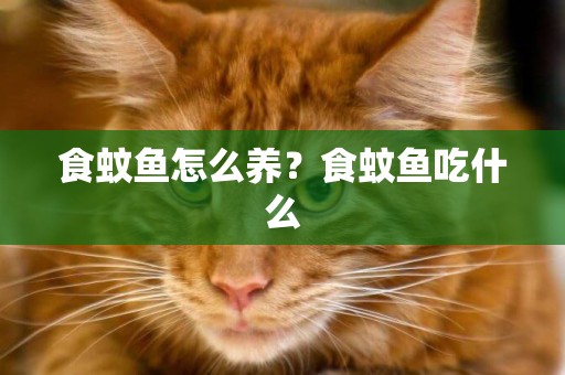 食蚊魚怎么養？食蚊魚吃什么