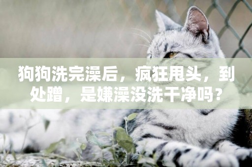 狗狗洗完澡后，瘋狂甩頭，到處蹭，是嫌澡沒洗干凈嗎？