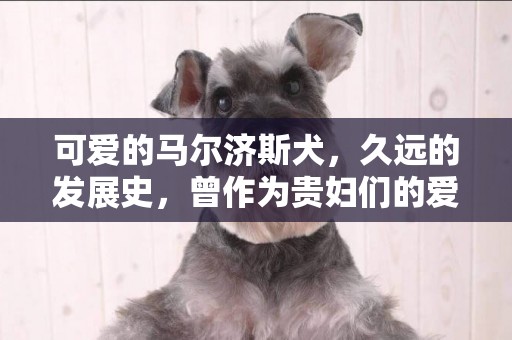 可愛的馬爾濟斯犬，久遠的發展史，曾作為貴婦們的愛寵