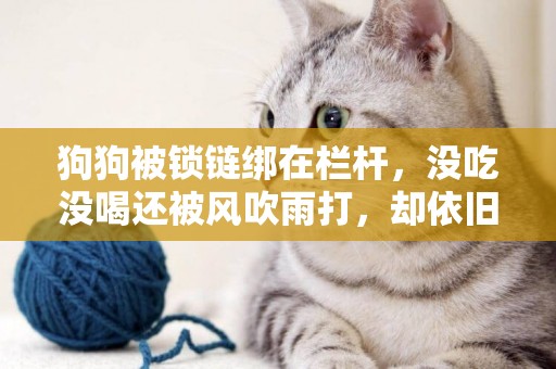 狗狗被鎖鏈綁在欄桿，沒吃沒喝還被風吹雨打，卻依舊堅持一件事情