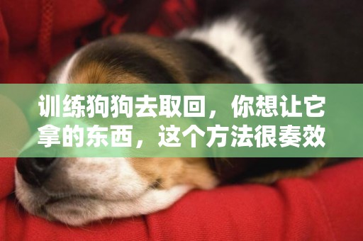 訓練狗狗去取回，你想讓它拿的東西，這個方法很奏效