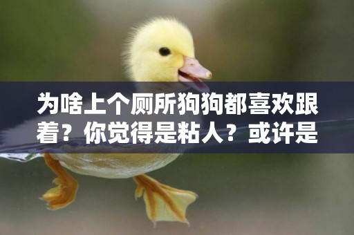 為啥上個廁所狗狗都喜歡跟著？你覺得是粘人？或許是怕你“偷吃”