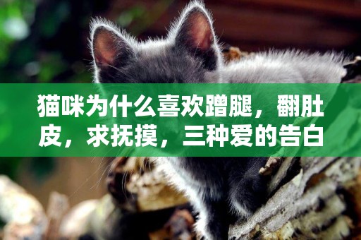 貓咪為什么喜歡蹭腿，翻肚皮，求撫摸，三種愛的告白讓你既驚且喜