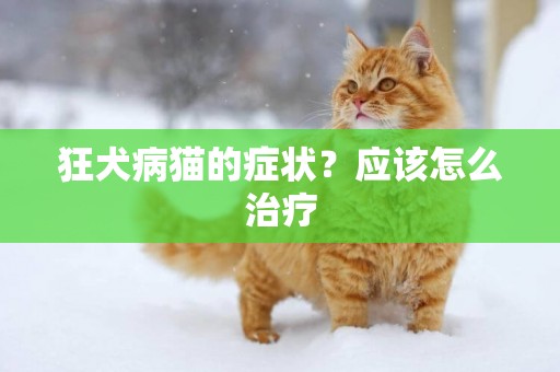 狂犬病貓的癥狀？應該怎么治療