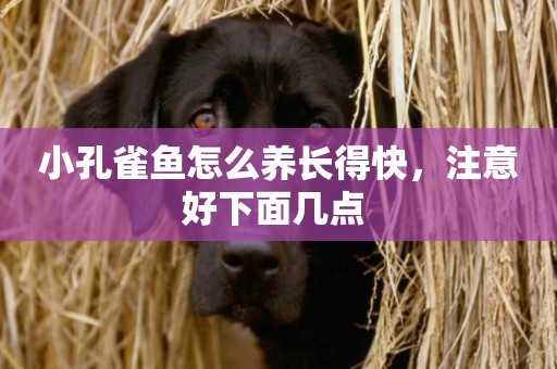小孔雀魚怎么養長得快，注意好下面幾點 