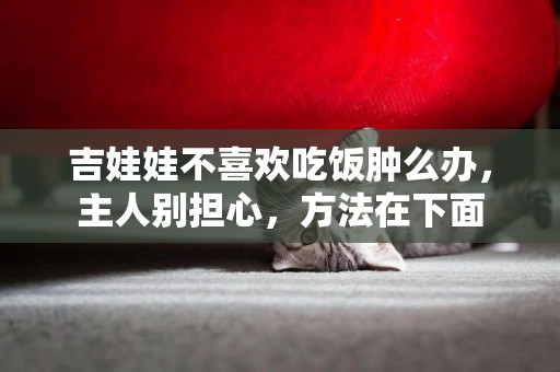 吉娃娃不喜歡吃飯腫么辦，主人別擔心，方法在下面