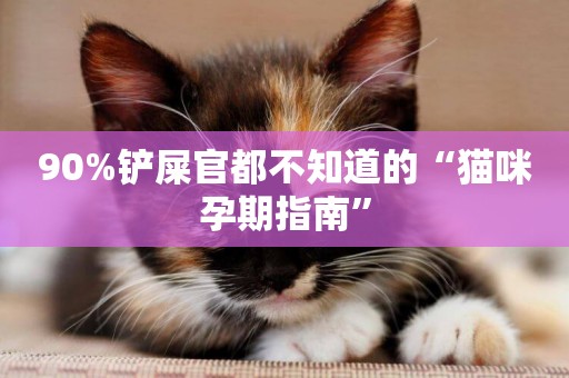 90%鏟屎官都不知道的“貓咪孕期指南”