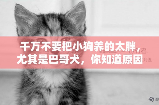 千萬不要把小狗養的太胖，尤其是巴哥犬，你知道原因嗎？