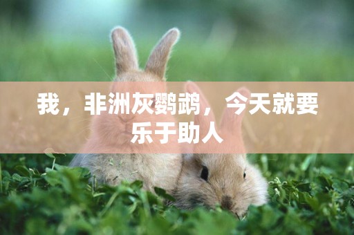我，非洲灰鸚鵡，今天就要樂于助人