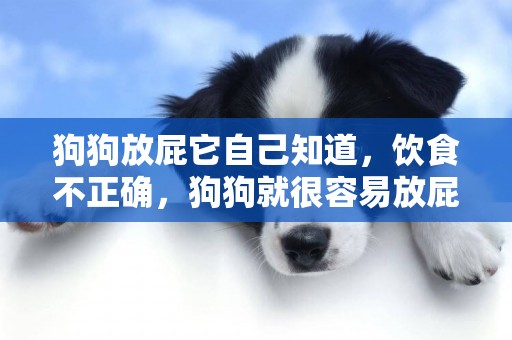 狗狗放屁它自己知道，飲食不正確，狗狗就很容易放屁！