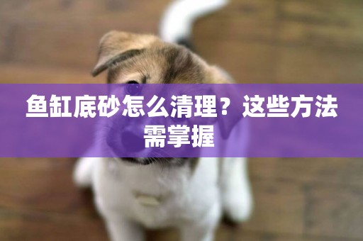 魚缸底砂怎么清理？這些方法需掌握 