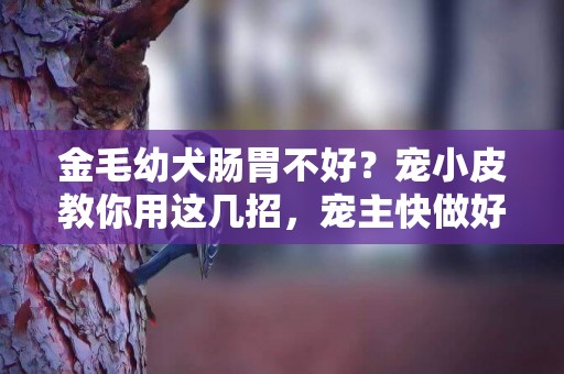 金毛幼犬腸胃不好？寵小皮教你用這幾招，寵主快做好筆記啊