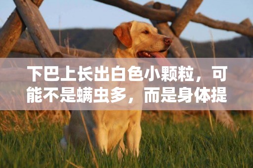 下巴上長出白色小顆粒，可能不是螨蟲多，而是身體提醒你需排毒了