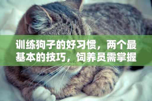 訓練狗子的好習慣，兩個最基本的技巧，飼養員需掌握