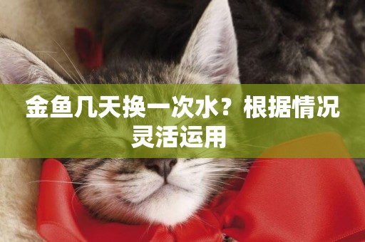 金魚幾天換一次水？根據情況靈活運用 