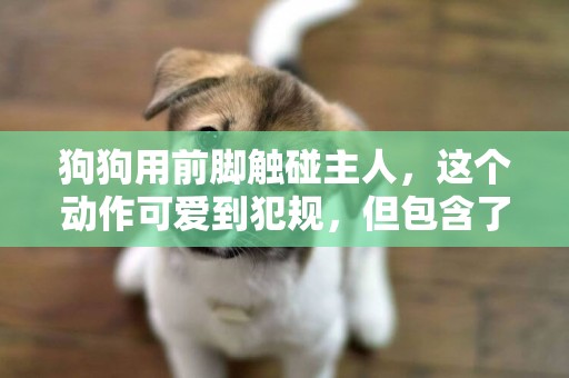 狗狗用前腳觸碰主人，這個動作可愛到犯規，但包含了狗的3種心理