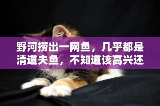 野河撈出一網魚，幾乎都是清道夫魚，不知道該高興還是難過