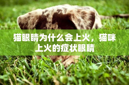 貓眼睛為什么會上火，貓咪上火的癥狀眼睛