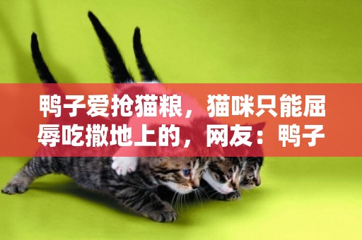 鴨子愛搶貓糧，貓咪只能屈辱吃撒地上的，網友：鴨子是吸塵器吧