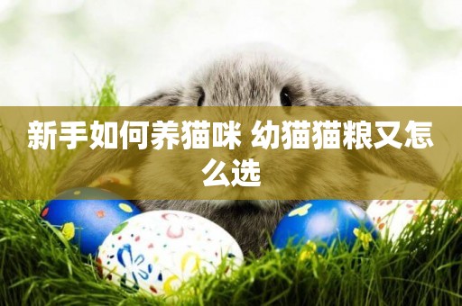 新手如何養貓咪 幼貓貓糧又怎么選