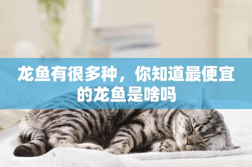 龍魚有很多種，你知道最便宜的龍魚是啥嗎