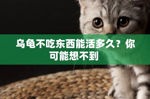 烏龜不吃東西能活多久？你可能想不到 