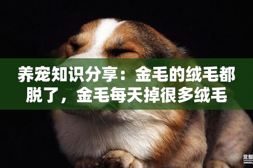 養寵知識分享：金毛的絨毛都脫了，金毛每天掉很多絨毛