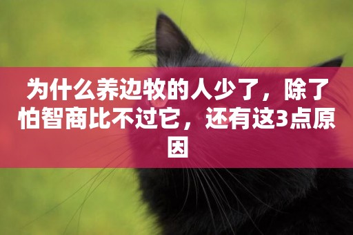 為什么養邊牧的人少了，除了怕智商比不過它，還有這3點原因